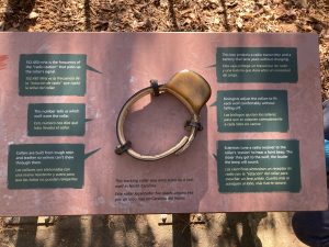 This is a photo of an exhibit at the Museum of Life and Science in Durham, North Carolina, USA. There is a wolf tracking collar mounted on the exhibit, with interesting facts printed in English and Spanish.